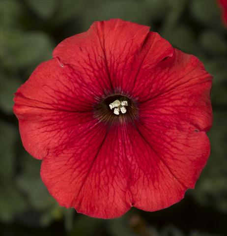 photo of flower to be used as: Pot, bedding, patio, basket Petunia Floritunia Red
