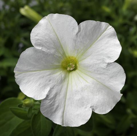 photo of flower to be used as: Pot, bedding, patio, basket Petunia Floritunia White