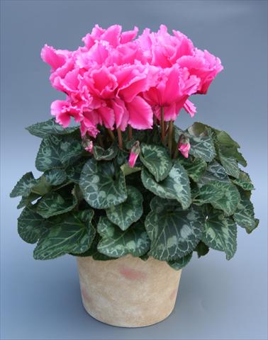 photo of flower to be used as: Basket / Pot Cyclamen persicum Maxora Fringed Pink Light Edge