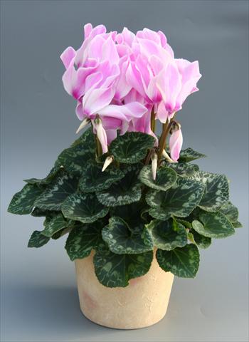 photo of flower to be used as: Basket / Pot Cyclamen persicum Maxora Lilac Flamed