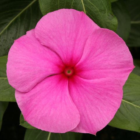 photo of flower to be used as: Pot, bedding, patio Catharanthus roseus - Vinca Vitesse Purple