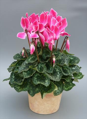 photo of flower to be used as: Basket / Pot Cyclamen persicum Maxora Wine Red Flamed