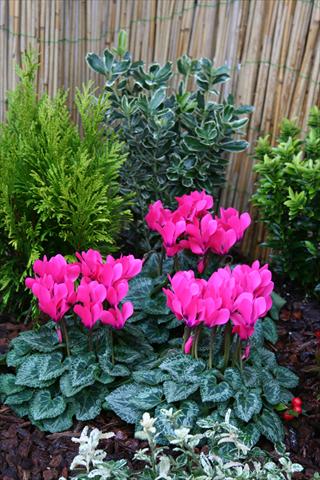 photo of flower to be used as: Pot Cyclamen persicum mini Melody Outdoor Pink