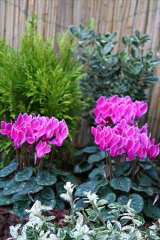 photo of flower to be used as: Pot Cyclamen persicum mini Melody Outdoor Purple Flamed