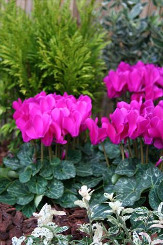 photo of flower to be used as: Pot Cyclamen persicum mini Melody Outdoor Purple