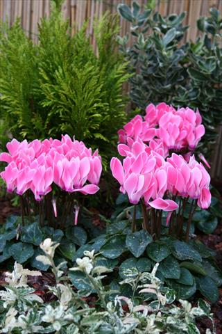 photo of flower to be used as: Pot Cyclamen persicum mini Melody Outdoor Salmon Flamed