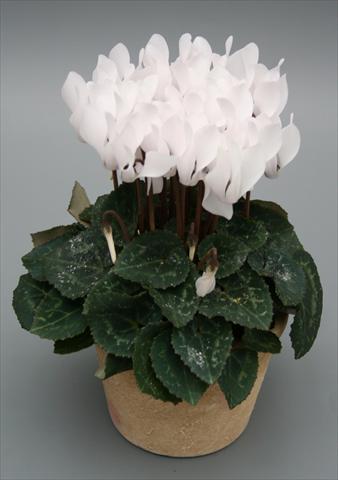 photo of flower to be used as: Pot Cyclamen persicum mini Picola Pure White