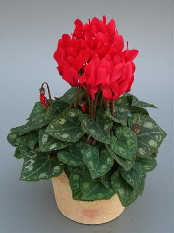 photo of flower to be used as: Pot Cyclamen persicum mini Picola Scarlet