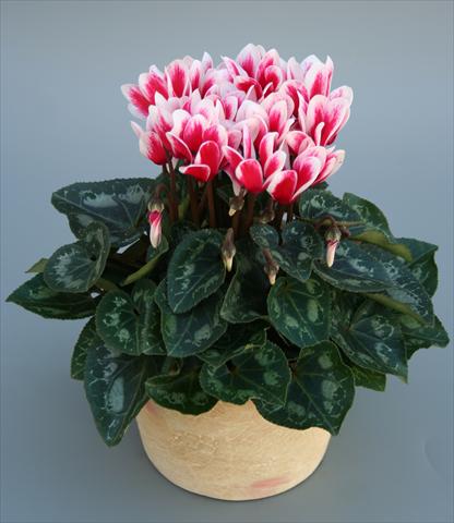 photo of flower to be used as: Pot Cyclamen persicum mini Picola Shine Red