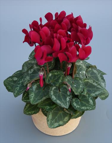 photo of flower to be used as: Pot Cyclamen persicum mini Picola Wine Red