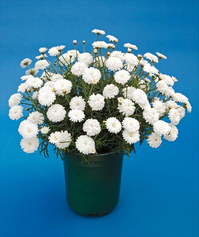 photo of flower to be used as: Pot, bedding, patio Argyranthemum Molimba Double White