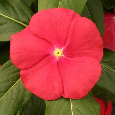 photo of flower to be used as: Pot, bedding, patio Catharanthus roseus - Vinca Vitesse Red with eye