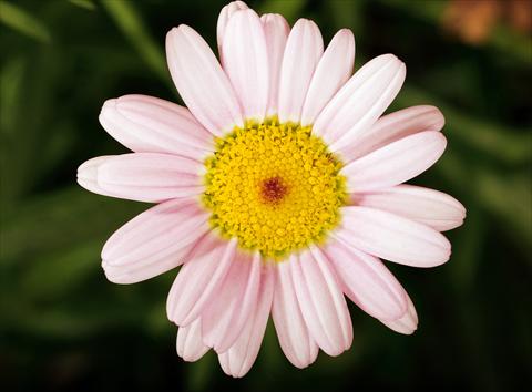 photo of flower to be used as: Pot, bedding, patio Argyranthemum Molimba Pink