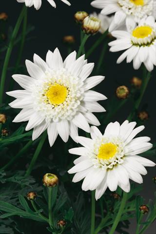 photo of flower to be used as: Pot, bedding, patio Argyranthemum Molimba Semi Double White