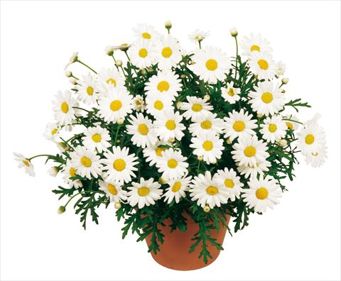 photo of flower to be used as: Pot, bedding, patio Argyranthemum Molimba White