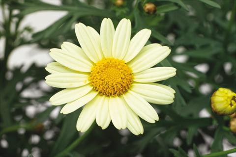 photo of flower to be used as: Pot, bedding, patio Argyranthemum Molimba XL Pastel Yellow