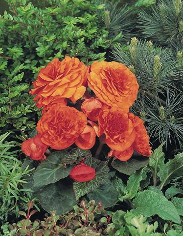 photo of flower to be used as: Pot, bedding, patio, basket Begonia tuberhybrida NonStop® Golden Orange