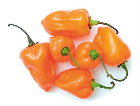 photo of flower to be used as: Pot and bedding Capsicum annuum Habanero Orange