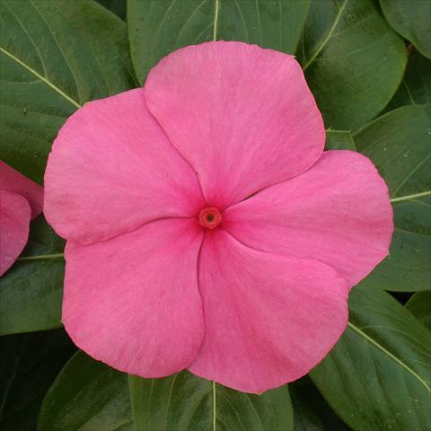 photo of flower to be used as: Bedding / border plant Catharanthus roseus - Vinca Vitesse Rose