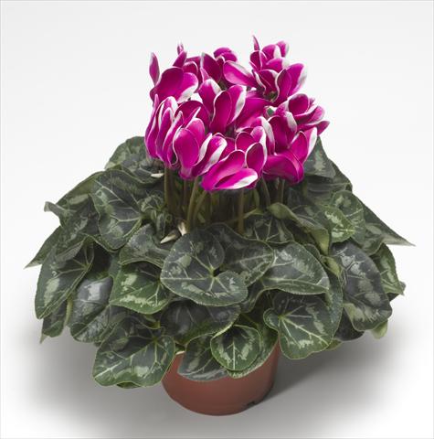 photo of flower to be used as: Basket / Pot Cyclamen persicum Snowridge Midi Purple