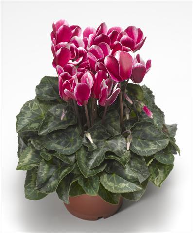 photo of flower to be used as: Basket / Pot Cyclamen persicum Snowridge Midi Wine