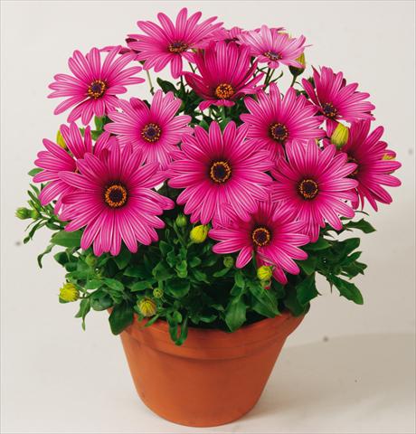 photo of flower to be used as: Pot and bedding Osteospermum Sirocco Rose