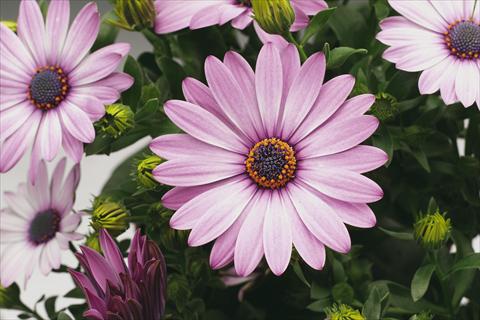 photo of flower to be used as: Pot and bedding Osteospermum Tradewinds® Light Purple Imp