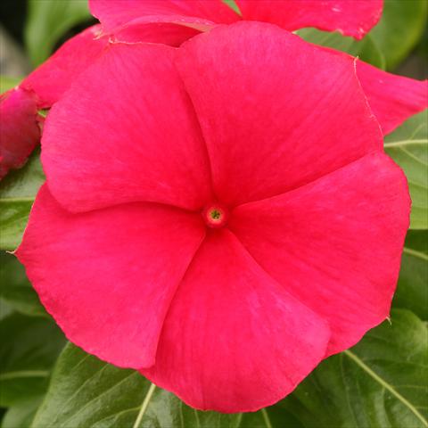 photo of flower to be used as: Bedding / border plant Catharanthus roseus - Vinca Vitesse Strawberry Red