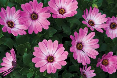 photo of flower to be used as: Pot and bedding Osteospermum Tradewinds® Pink