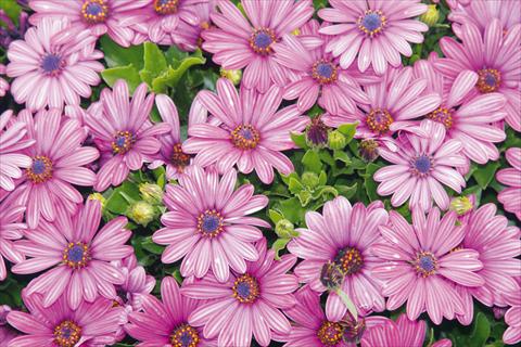 photo of flower to be used as: Pot and bedding Osteospermum Tradewinds® Purple Bicolor