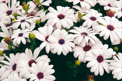 photo of flower to be used as: Pot and bedding Osteospermum Tradewinds® White