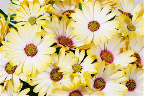 photo of flower to be used as: Pot and bedding Osteospermum Tradewinds® Yellow White