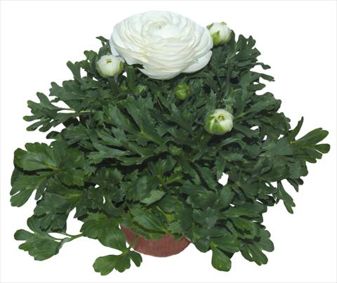 photo of flower to be used as: Pot and bedding Ranunculus asiaticus Millepetali® Bianco