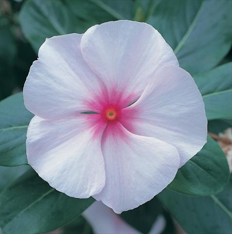 photo of flower to be used as: Bedding / border plant Catharanthus roseus - Vinca Vitesse Strawberry Twist