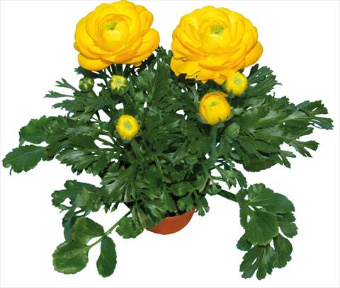 photo of flower to be used as: Pot and bedding Ranunculus asiaticus Millepetali® Giallo