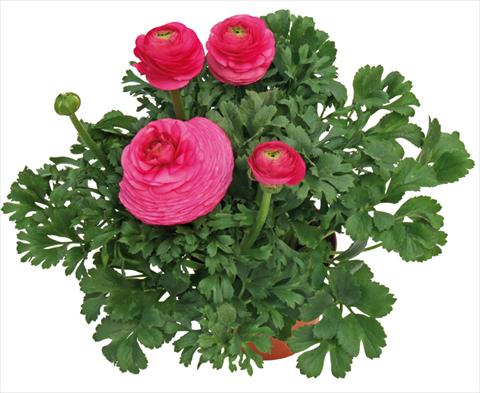 photo of flower to be used as: Pot and bedding Ranunculus asiaticus Millepetali® Rosa scuro