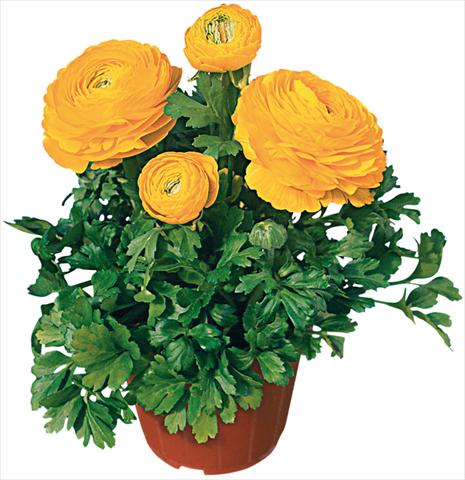 photo of flower to be used as: Pot and bedding Ranunculus asiaticus Pratolino® Giallo
