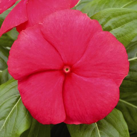 photo of flower to be used as: Bedding / border plant Catharanthus roseus - Vinca Vitesse True Red