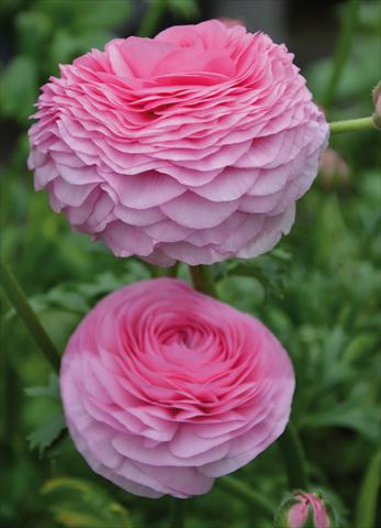 photo of flower to be used as: Pot and bedding Ranunculus asiaticus Success® Rosado