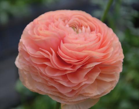 photo of flower to be used as: Pot and bedding Ranunculus asiaticus Success® Tropico