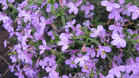 photo of flower to be used as: Pot, bedding, patio, basket Lobelia California® Lilac
