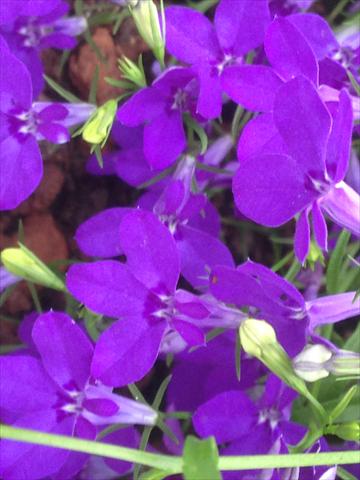 photo of flower to be used as: Pot, bedding, patio, basket Lobelia California® Dark Blue