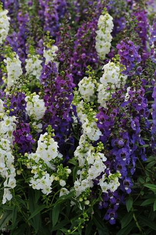 photo of flower to be used as: Pot, bedding, patio, basket Angelonia angustifolia Serena™ Mix