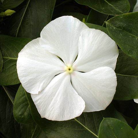 photo of flower to be used as: Bedding / border plant Catharanthus roseus - Vinca Vitesse White