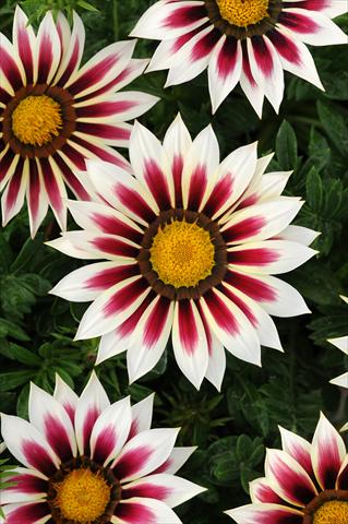 photo of flower to be used as: Bedding / border plant Gazania rigens New Day F1 Rose Stripe