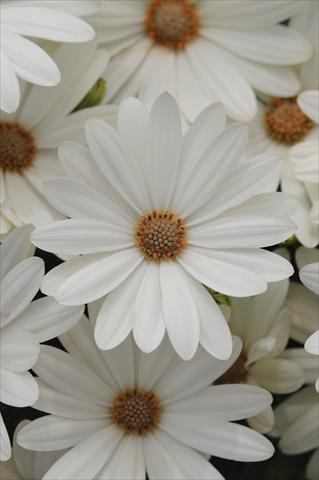photo of flower to be used as: Pot and bedding Osteospermum ecklonis Akila Daisy White
