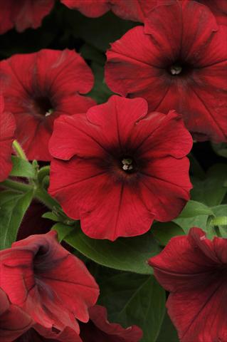 photo of flower to be used as: Pot, bedding, patio, basket Petunia x hybrida Easy Wave Red Velour