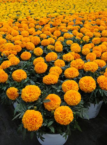 photo of flower to be used as: Bedding pot or basket Tagetes erecta Taishan