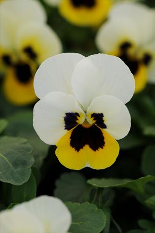 photo of flower to be used as: Pot and bedding Viola cornuta Sorbet™ XP Lemon Ice Blotch