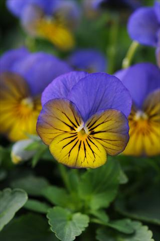photo of flower to be used as: Pot and bedding Viola cornuta Sorbet™ XP Morpho